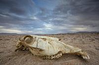 Namib Desert Horse (Equus caballus) skull in deser