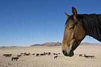 Namib Desert Horse (Equus caballus) group in deser