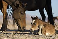 Namib Desert Horse (Equus caballus) mother and new