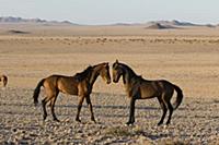 Namib Desert Horse (Equus caballus) stallions faci