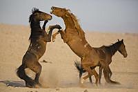 Namib Desert Horse (Equus caballus) stallions figh