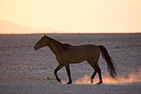 Namib Desert Horse (Equus caballus) at sunset, Nam