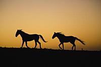 Namib Desert Horse (Equus caballus) pair running a