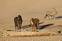 Namib Desert Horse (Equus caballus) pair drinking 