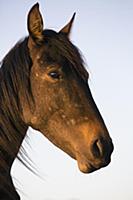 Namib Desert Horse (Equus caballus), Namib-Naukluf