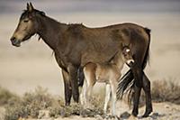 Namib Desert Horse (Equus caballus) mother and new