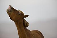 Namib Desert Horse (Equus caballus) stallion flehm