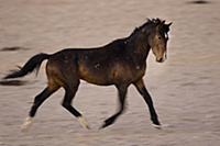Namib Desert Horse (Equus caballus) running, Namib