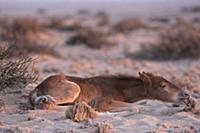 Namib Desert Horse (Equus caballus) foal feeding o
