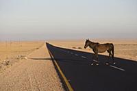 Namib Desert Horse (Equus caballus) on road in des