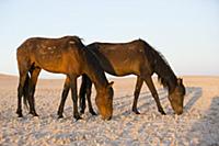 Namib Desert Horse (Equus caballus) pair grazing i