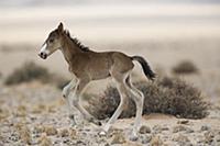 Namib Desert Horse (Equus caballus) newborn foal r