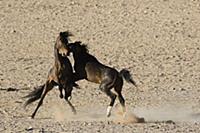 Namib Desert Horse (Equus caballus) stallions figh