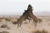 Namib Desert Horse (Equus caballus) stallions figh