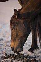 Namib Desert Horse (Equus caballus) feeding on its