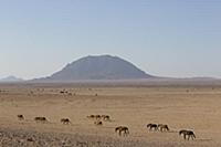 Namib Desert Horse (Equus caballus) group in deser