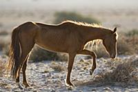 Namib Desert Horse (Equus caballus) breaking twigs