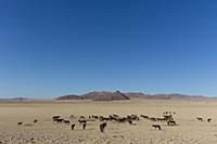 Namib Desert Horse (Equus caballus) group in deser