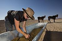 Namib Desert Horse (Equus caballus) conservationis