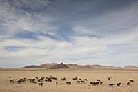 Namib Desert Horse (Equus caballus) group in deser
