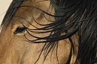 Namib Desert Horse (Equus caballus), Namib-Naukluf
