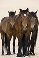 Namib Desert Horse (Equus caballus) trio, Namib-Na