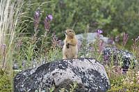 Американский суслик (Spermophilus parryii) осматри