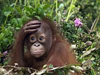 Орангутанг (Pongo pygmaeus) держит руку на лбу, Бо