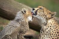 Суданский Гепард (Acinonyx jubatus soemmerringii),