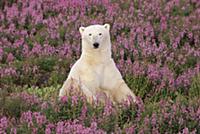 Белый медведь (Ursus maritimus) сидит в поле кипре