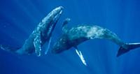 Humpback Whale (Megaptera novaeangliae), two males
