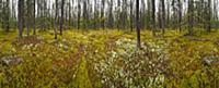 Boreal forest with thick moss and lichens on fores