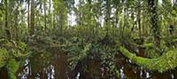 Stream in subtropical rainforest near Fox Glacier,