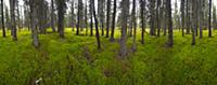 Black Spruce (Picea mariana) grove, Denali Nationa
