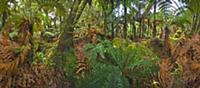 Subtropical rainforest near Fox Glacier, South Isl
