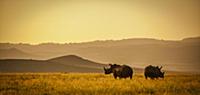 White Rhinoceros (Ceratotherium simum) pair at sun