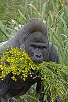 Western Lowland Gorilla (Gorilla gorilla gorilla) 
