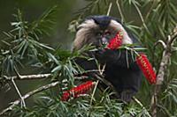 Lion-tailed Macaque (Macaca silenus) juvenile feed