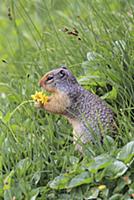 Columbian Ground Squirrel (Spermophilus columbianu