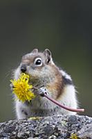 Golden-mantled Ground Squirrel (Callospermophilus 