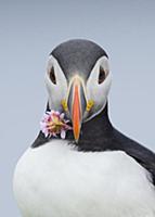 Atlantic Puffin (Fratercula arctica) carrying Sea 
