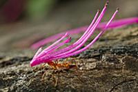 Leafcutter Ant (Atta cephalotes) carrying flower, 