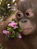 Orangutan (Pongo pygmaeus) young holding pink flow