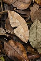 Moth (Eupterote asclepiades) camouflaged against l
