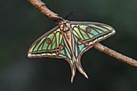 Spanish Moon Moth (Graellsia isabellae) male, Swit