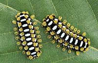 Cup Moth (Limacodidae) two caterpillars on leaf