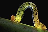 Looper Moth (Geometridae) caterpillar, Bukit Baris