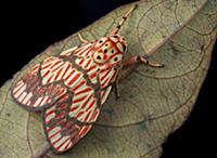 Moth (Barsine euprepia), Mount Kinabalu National P