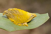 Flannel Moth (Megalopygidae) caterpillar, Tambopat
