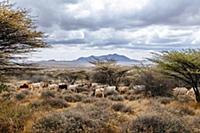 Domestic Cattle (Bos taurus) herd grazing, El Bart